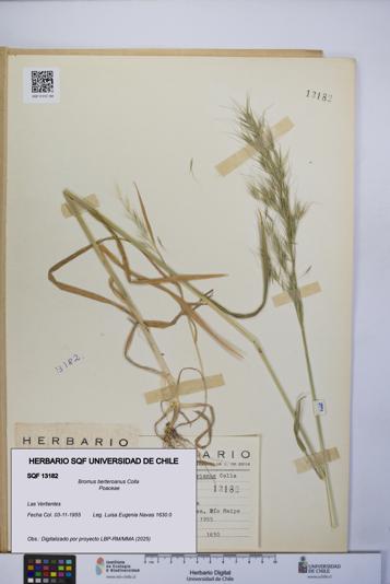 Bromus berteroanus [Espécimen: UCH:SQF:0013182]