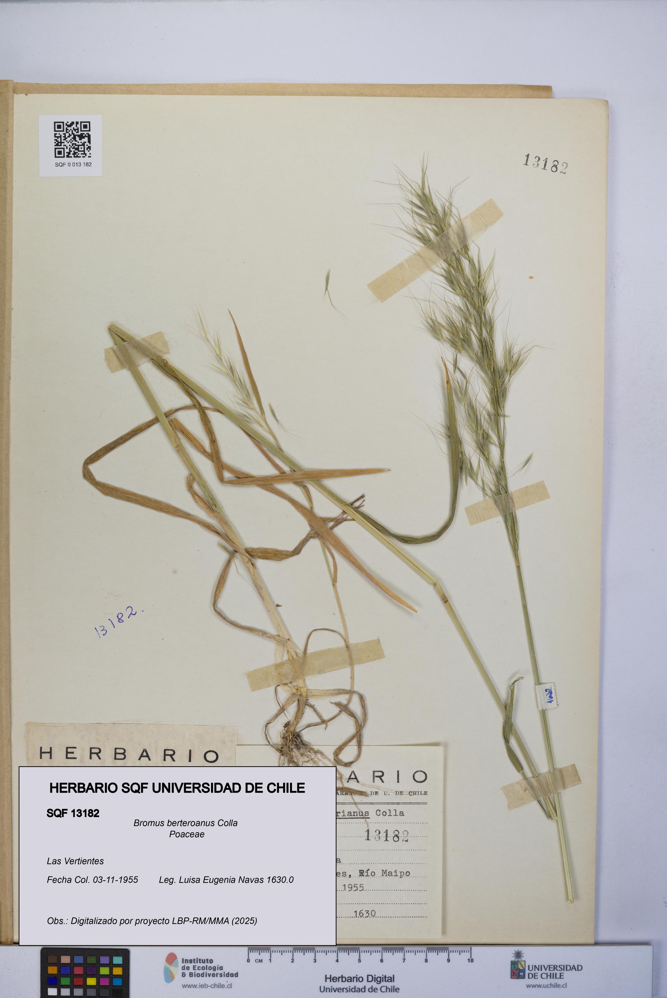 Bromus berteroanus [Espécimen: UCH:SQF:0013182]