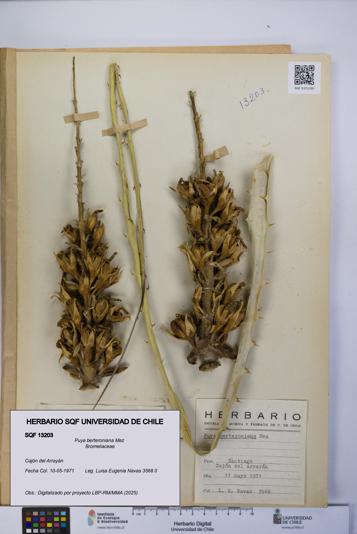 Puya berteroniana [Espécimen: UCH:SQF:0013203]