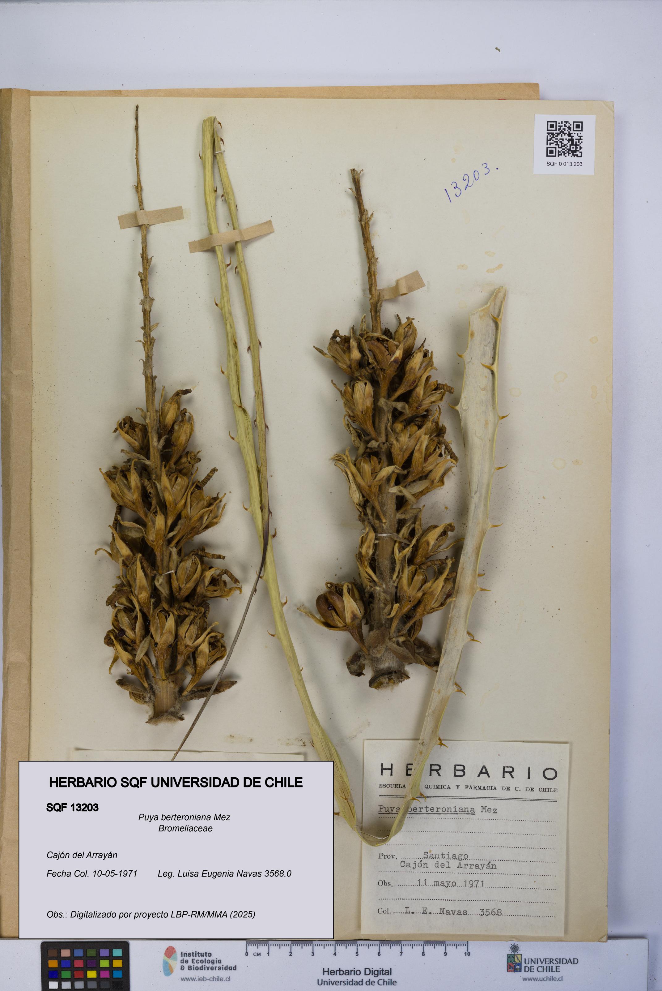 Puya berteroniana [Espécimen: UCH:SQF:0013203]