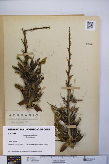 Puya chilensis [Espécimen: UCH:SQF:0013205]