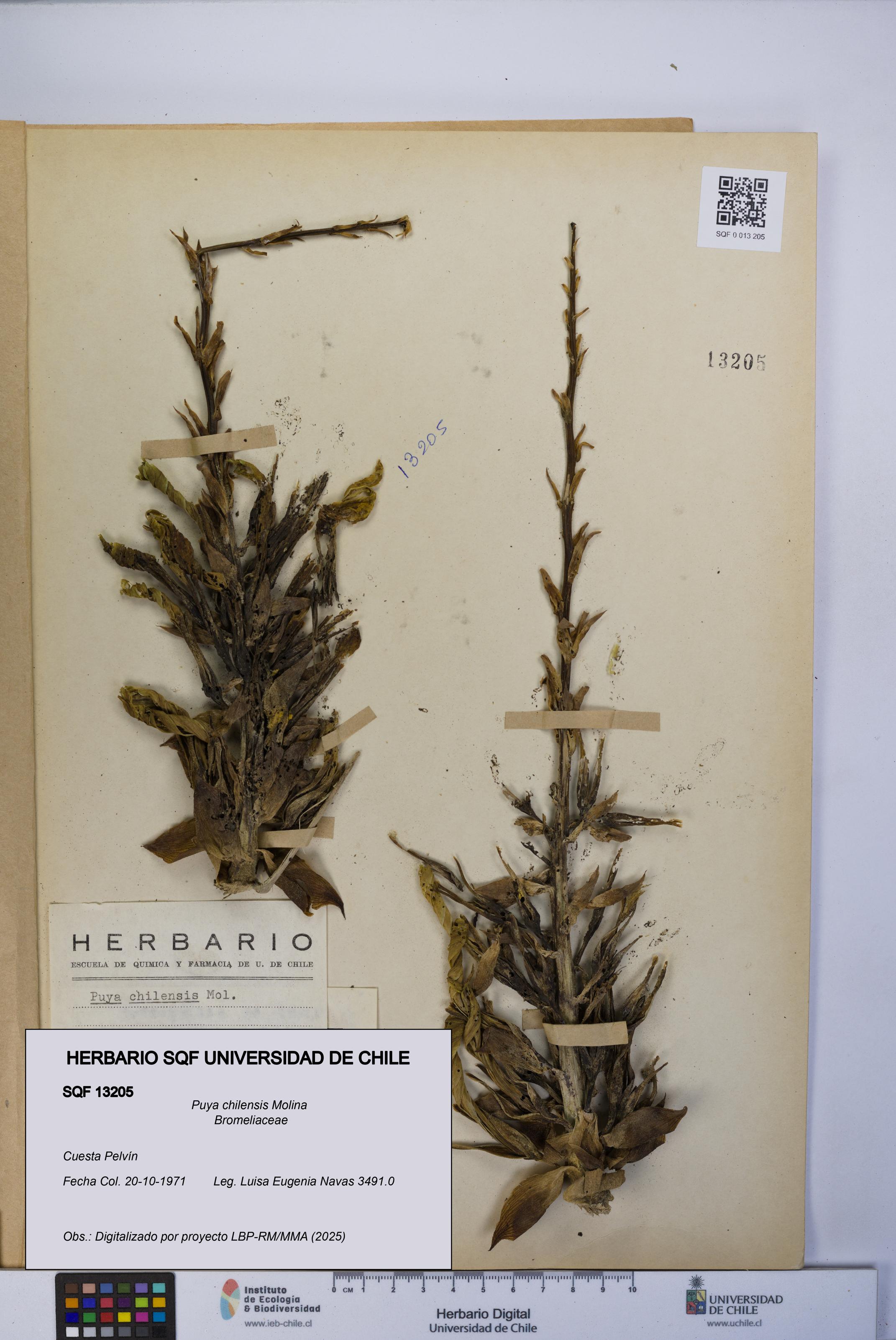 Puya chilensis [Espécimen: UCH:SQF:0013205]