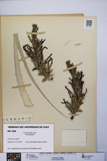 Puya coerulea [Espécimen: UCH:SQF:0013208]