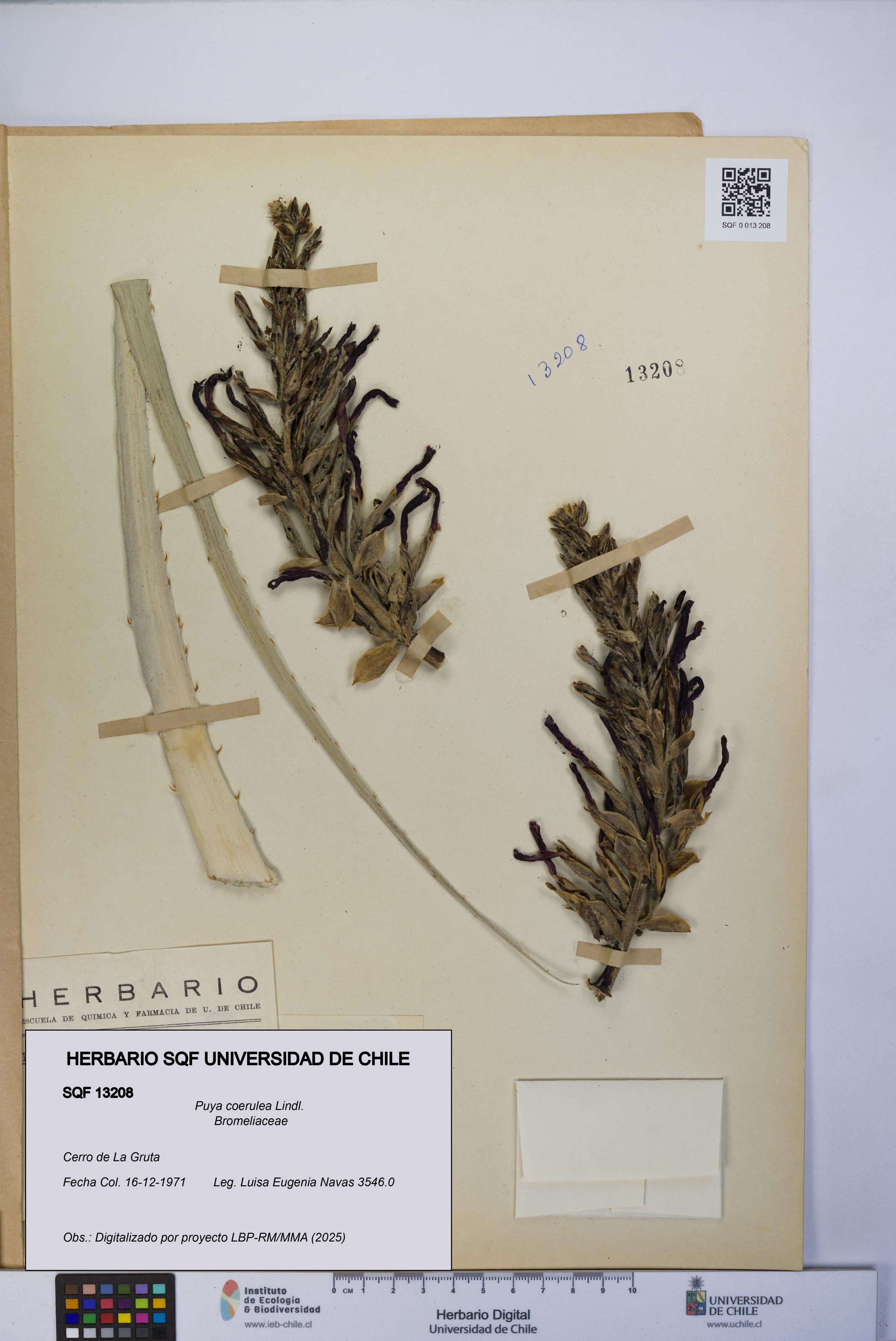 Puya coerulea [Espécimen: UCH:SQF:0013208]