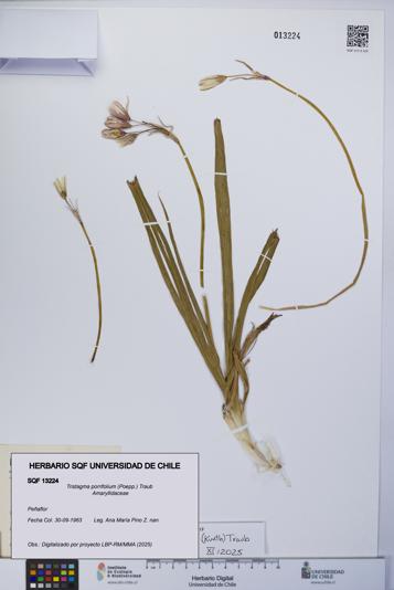 Tristagma porrifolium [Espécimen: UCH:SQF:0013224]