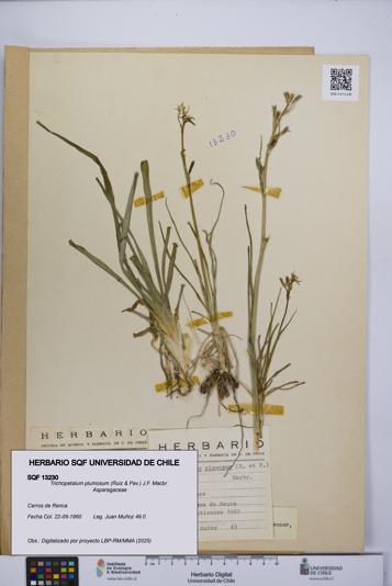 Trichopetalum plumosum [Espécimen: UCH:SQF:0013230]