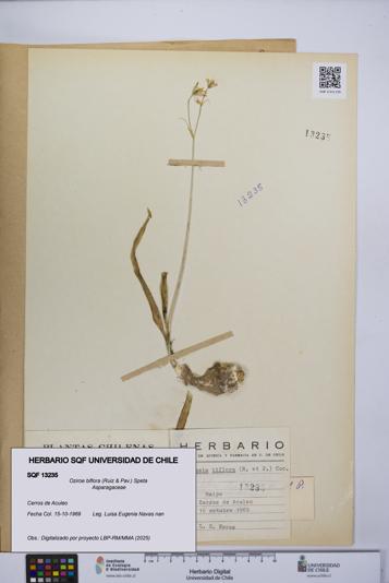 Oziroe biflora [Espécimen: UCH:SQF:0013235]