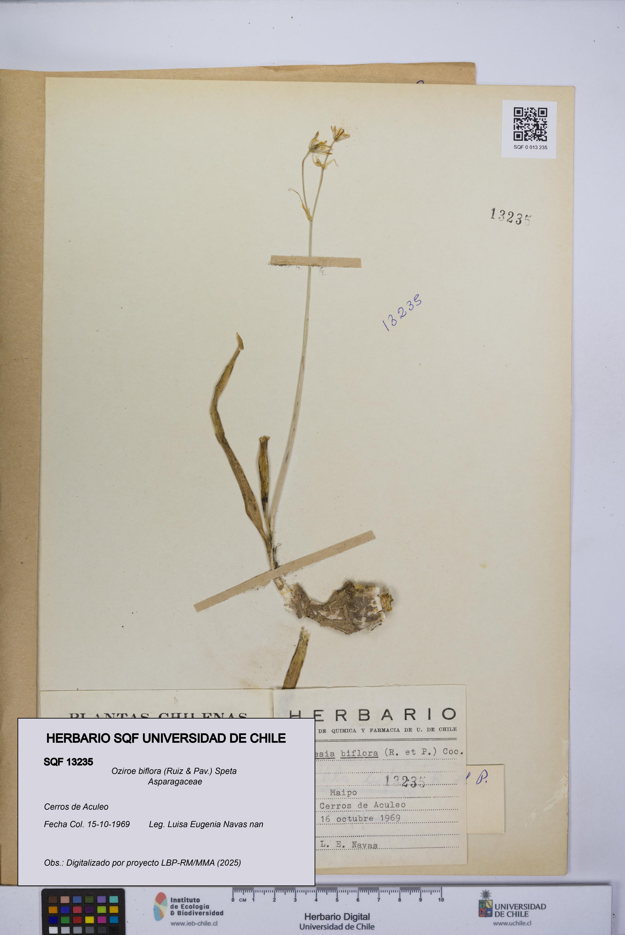 Oziroe biflora [Espécimen: UCH:SQF:0013235]