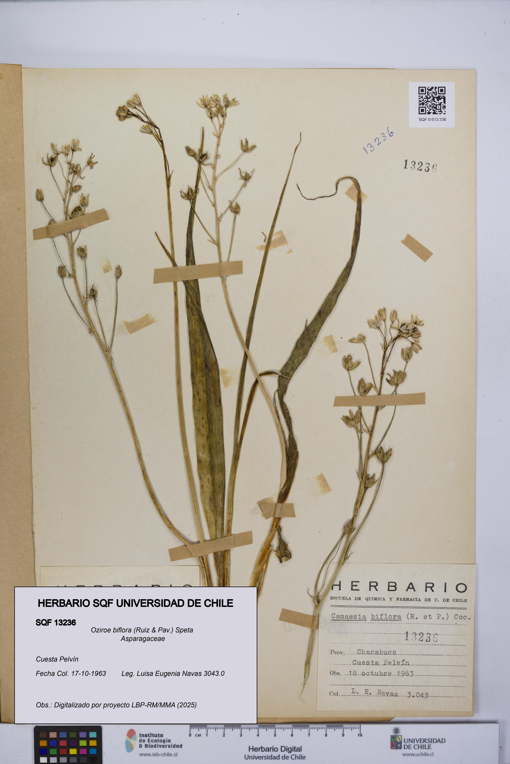 Oziroe biflora [Espécimen: UCH:SQF:0013236]