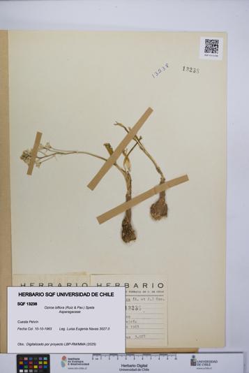 Oziroe biflora [Espécimen: UCH:SQF:0013238]