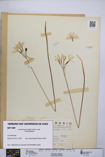 Leucocoryne ixioides [Espécimen: UCH:SQF:0013251]