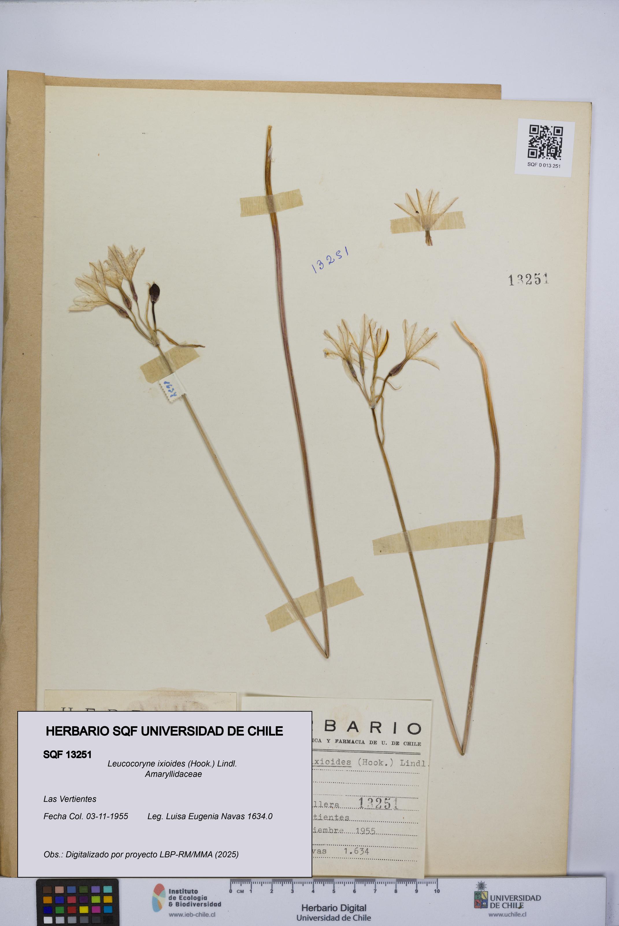 Leucocoryne ixioides [Espécimen: UCH:SQF:0013251]