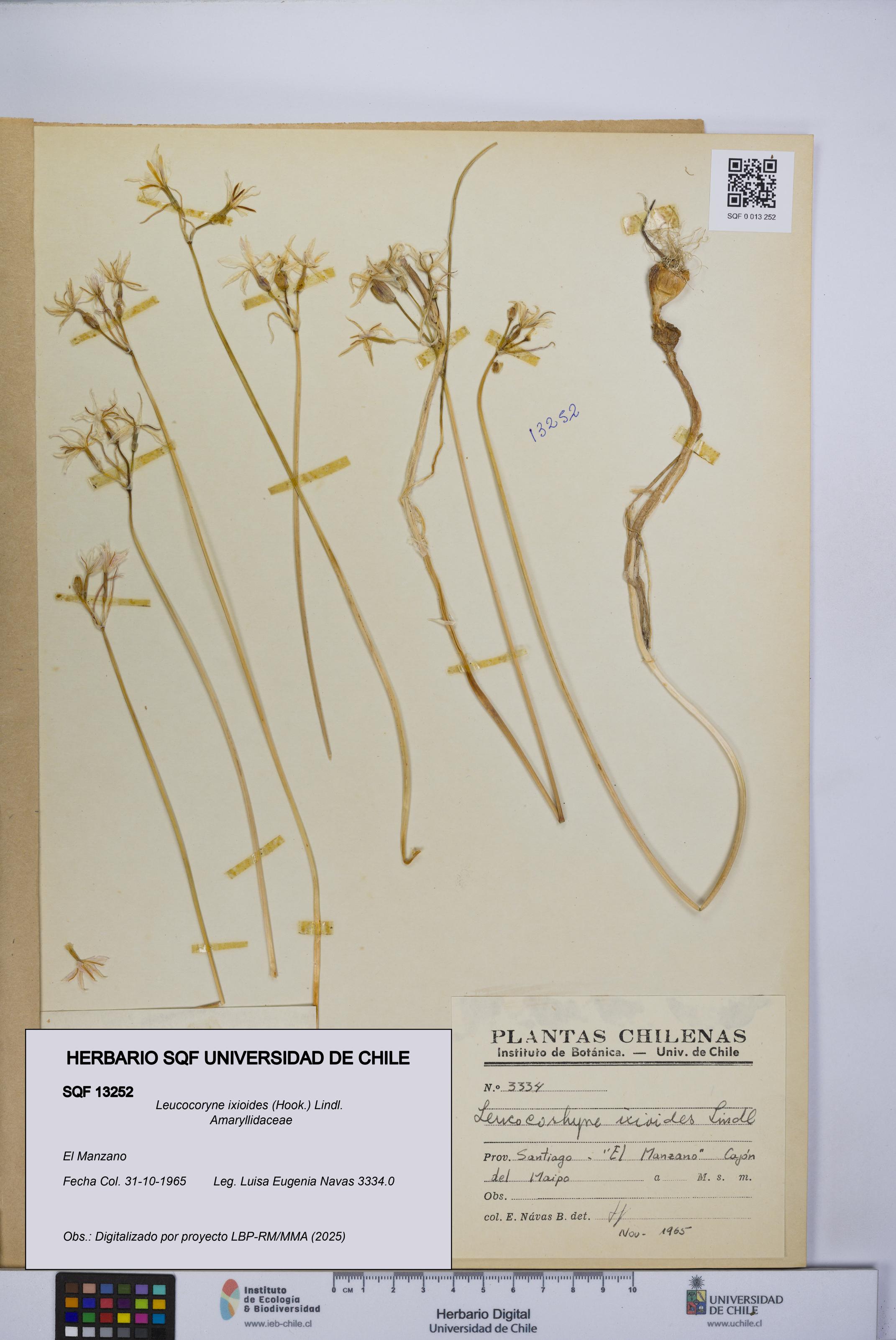 Leucocoryne ixioides [Espécimen: UCH:SQF:0013252]
