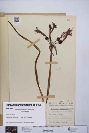 Phycella cyrtanthoides [Espécimen: UCH:SQF:0013297]