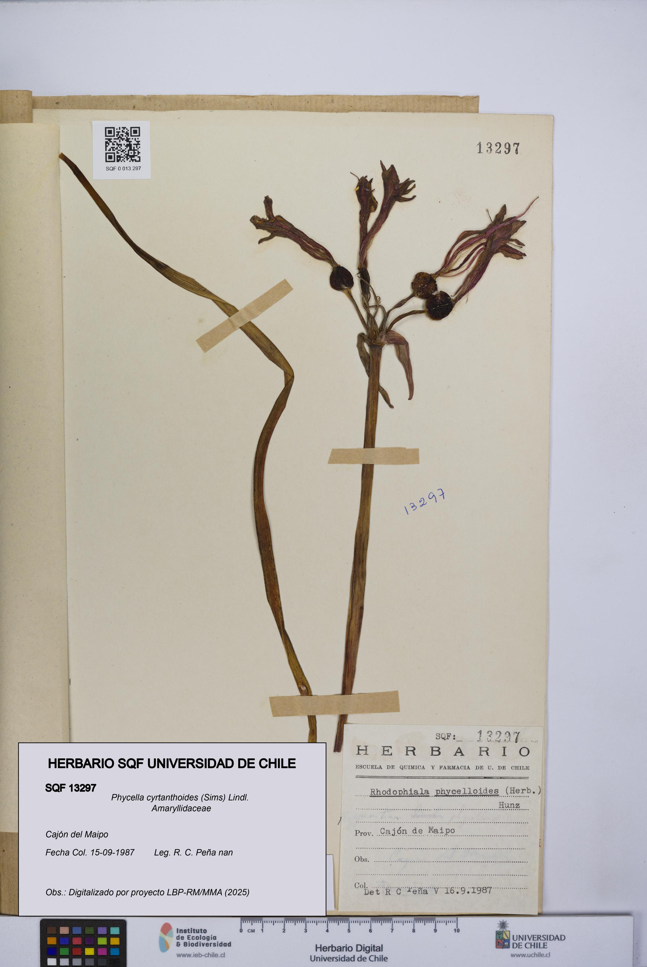 Phycella cyrtanthoides [Espécimen: UCH:SQF:0013297]