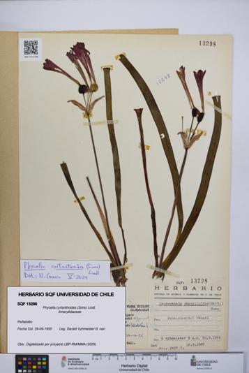 Phycella cyrtanthoides [Espécimen: UCH:SQF:0013298]