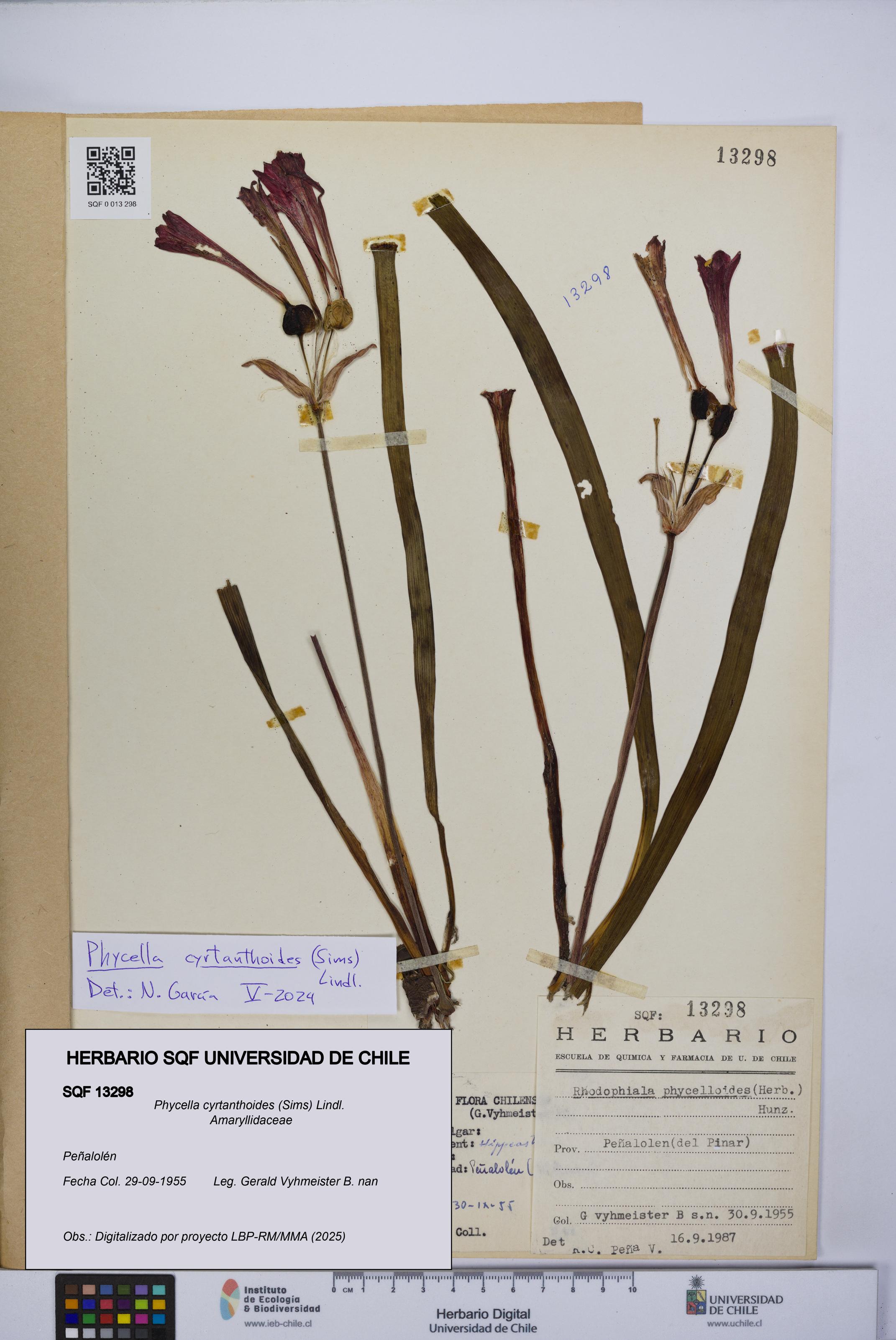 Phycella cyrtanthoides [Espécimen: UCH:SQF:0013298]