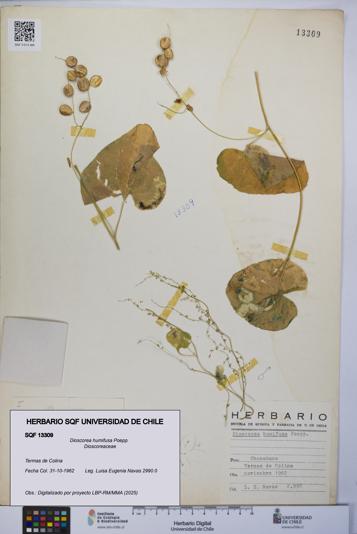 Dioscorea humifusa [Espécimen: UCH:SQF:0013309]