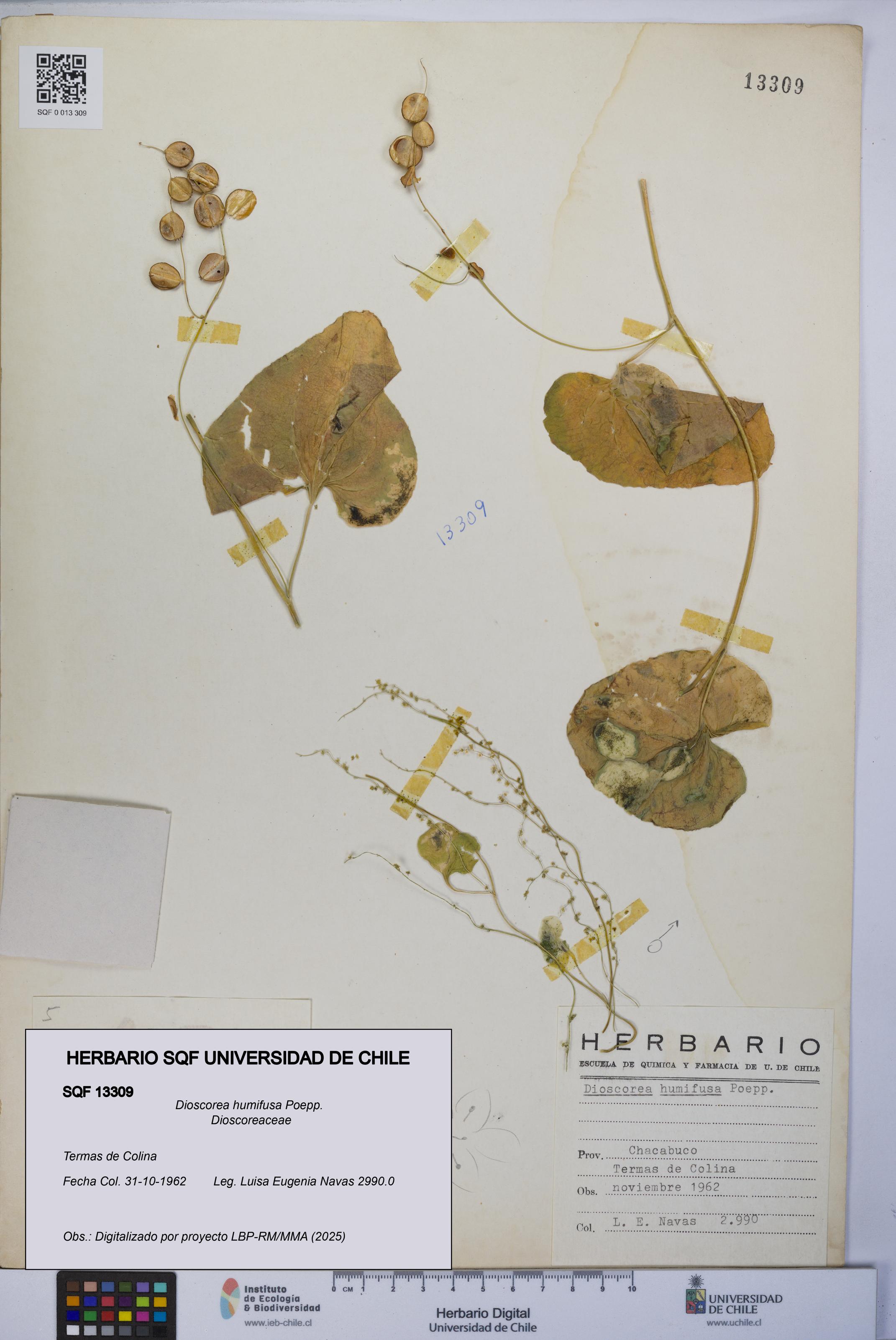 Dioscorea humifusa [Espécimen: UCH:SQF:0013309]