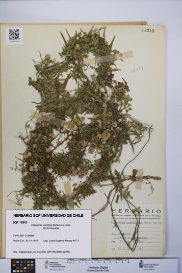 Dioscorea variifolia [Espécimen: UCH:SQF:0013313]