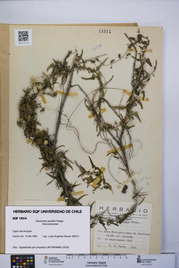 Dioscorea saxatilis [Espécimen: UCH:SQF:0013314]