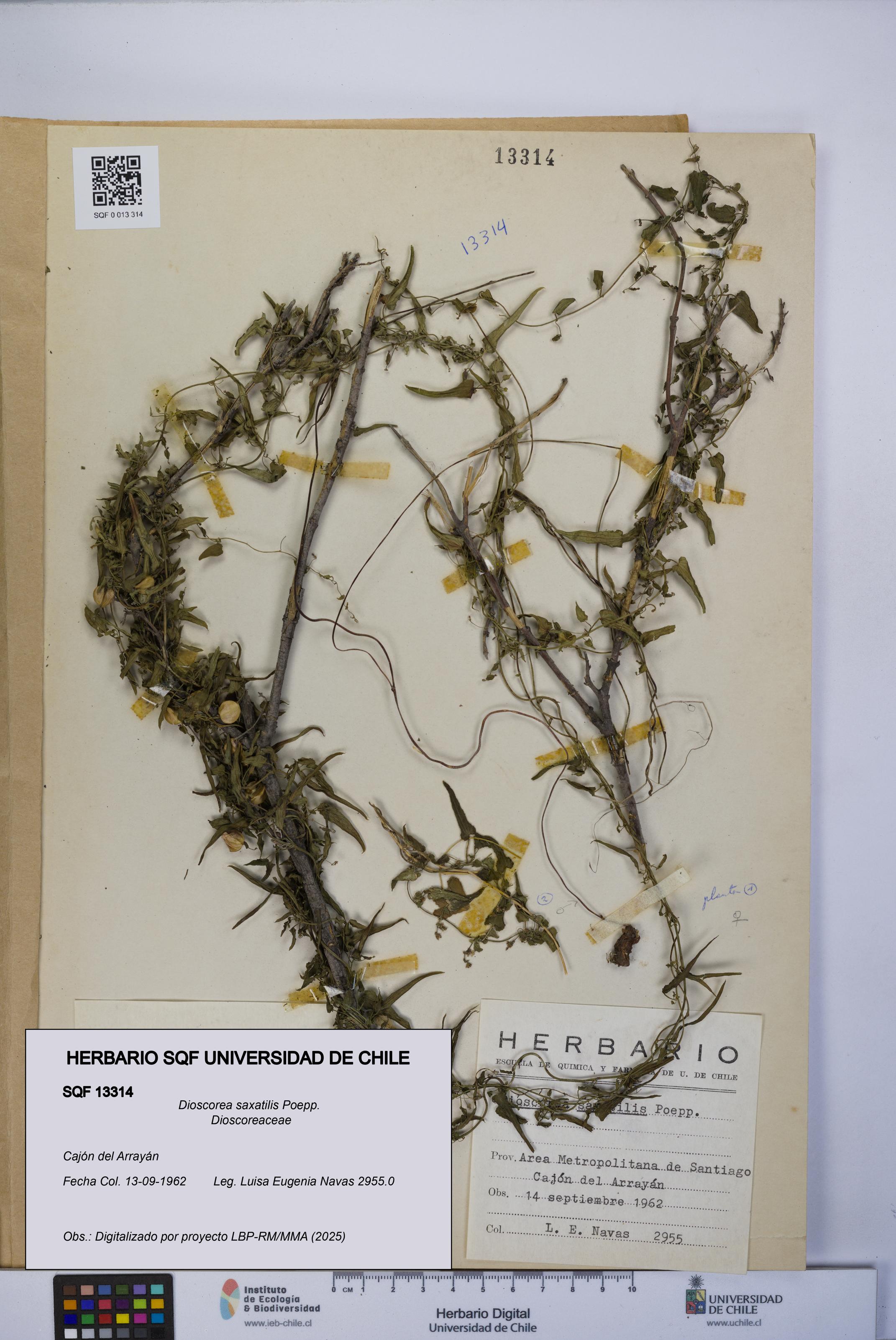 Dioscorea saxatilis [Espécimen: UCH:SQF:0013314]