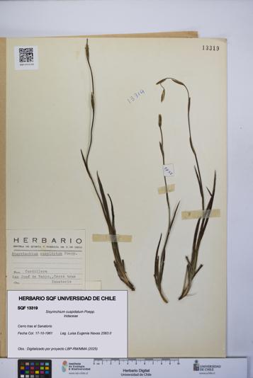 Sisyrinchium cuspidatum [Espécimen: UCH:SQF:0013319]