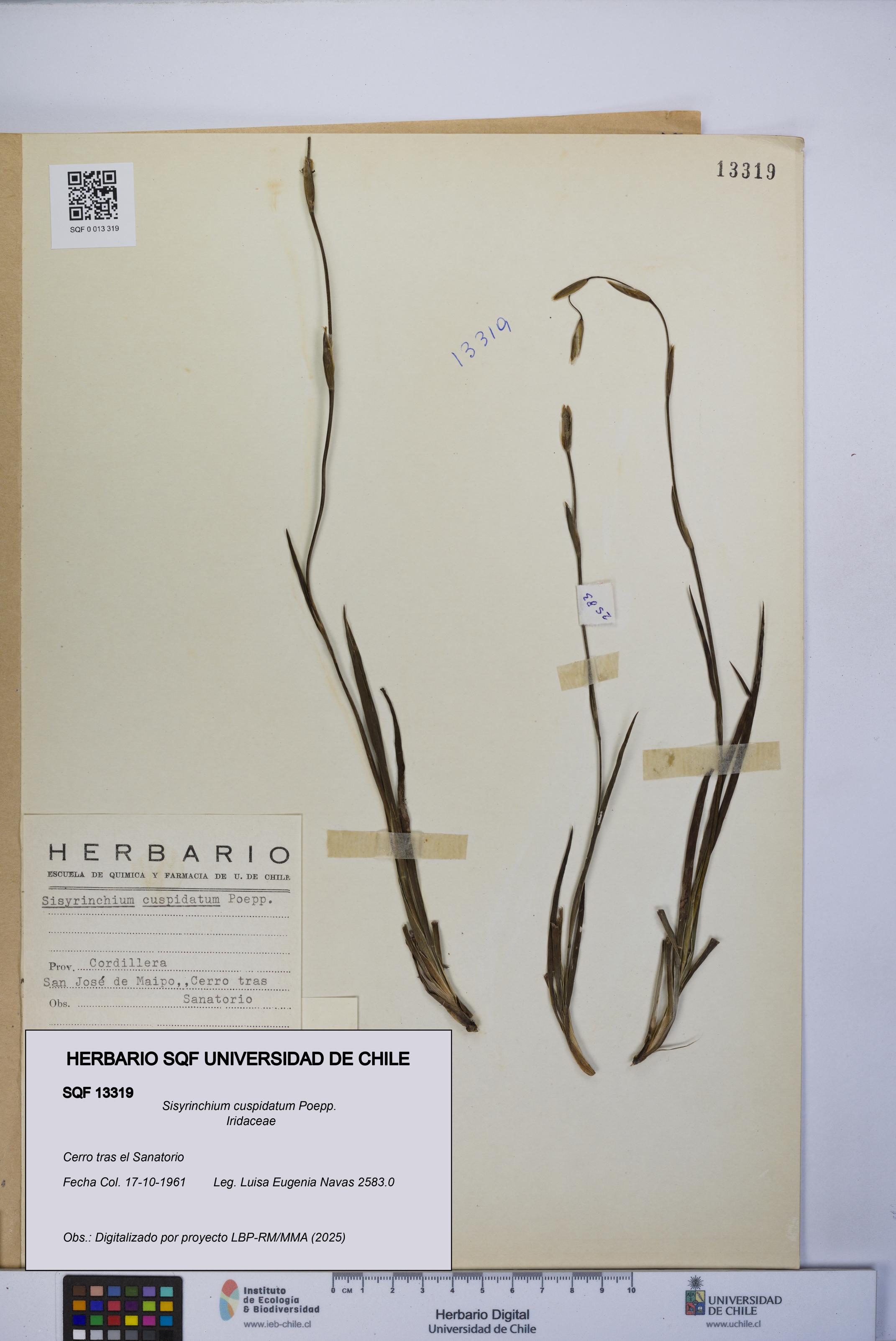Sisyrinchium cuspidatum [Espécimen: UCH:SQF:0013319]