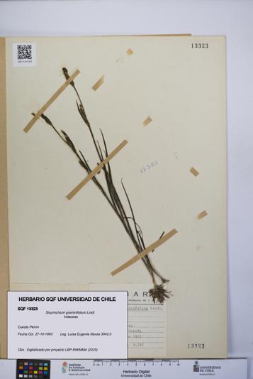 Sisyrinchium graminifolium [Espécimen: UCH:SQF:0013323]