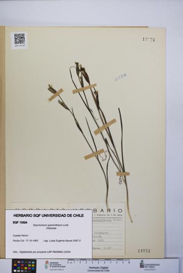 Sisyrinchium graminifolium [Espécimen: UCH:SQF:0013324]