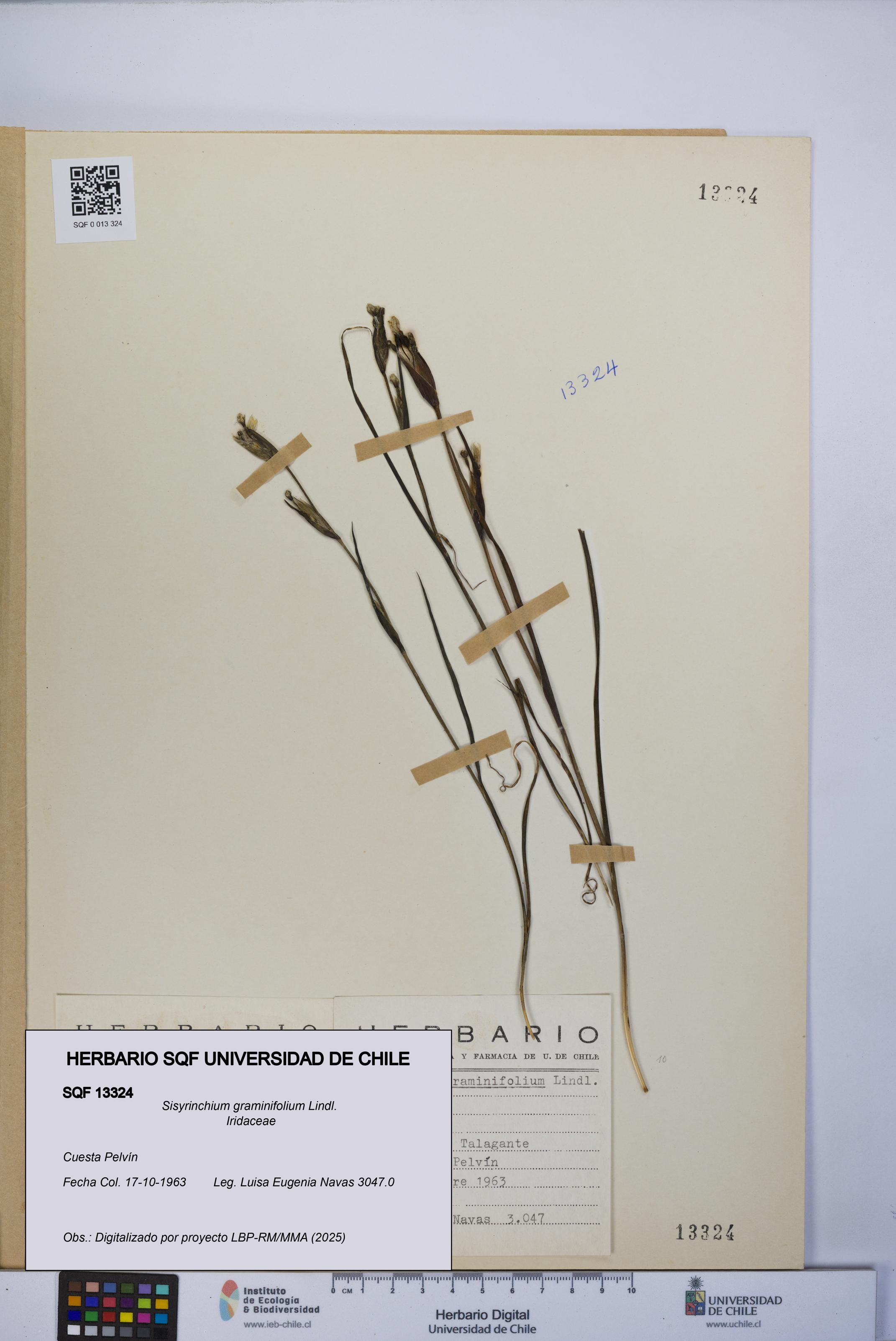 Sisyrinchium graminifolium [Espécimen: UCH:SQF:0013324]