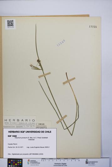 Olsynium junceum [Espécimen: UCH:SQF:0013325]