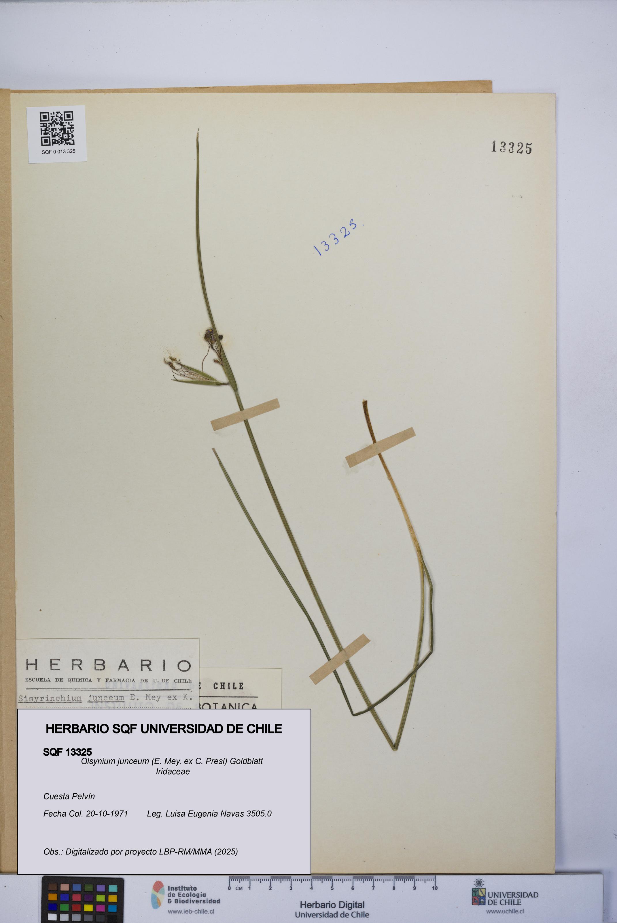 Olsynium junceum [Espécimen: UCH:SQF:0013325]