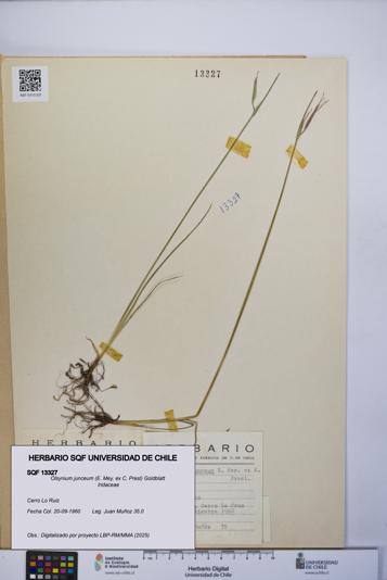 Olsynium junceum [Espécimen: UCH:SQF:0013327]