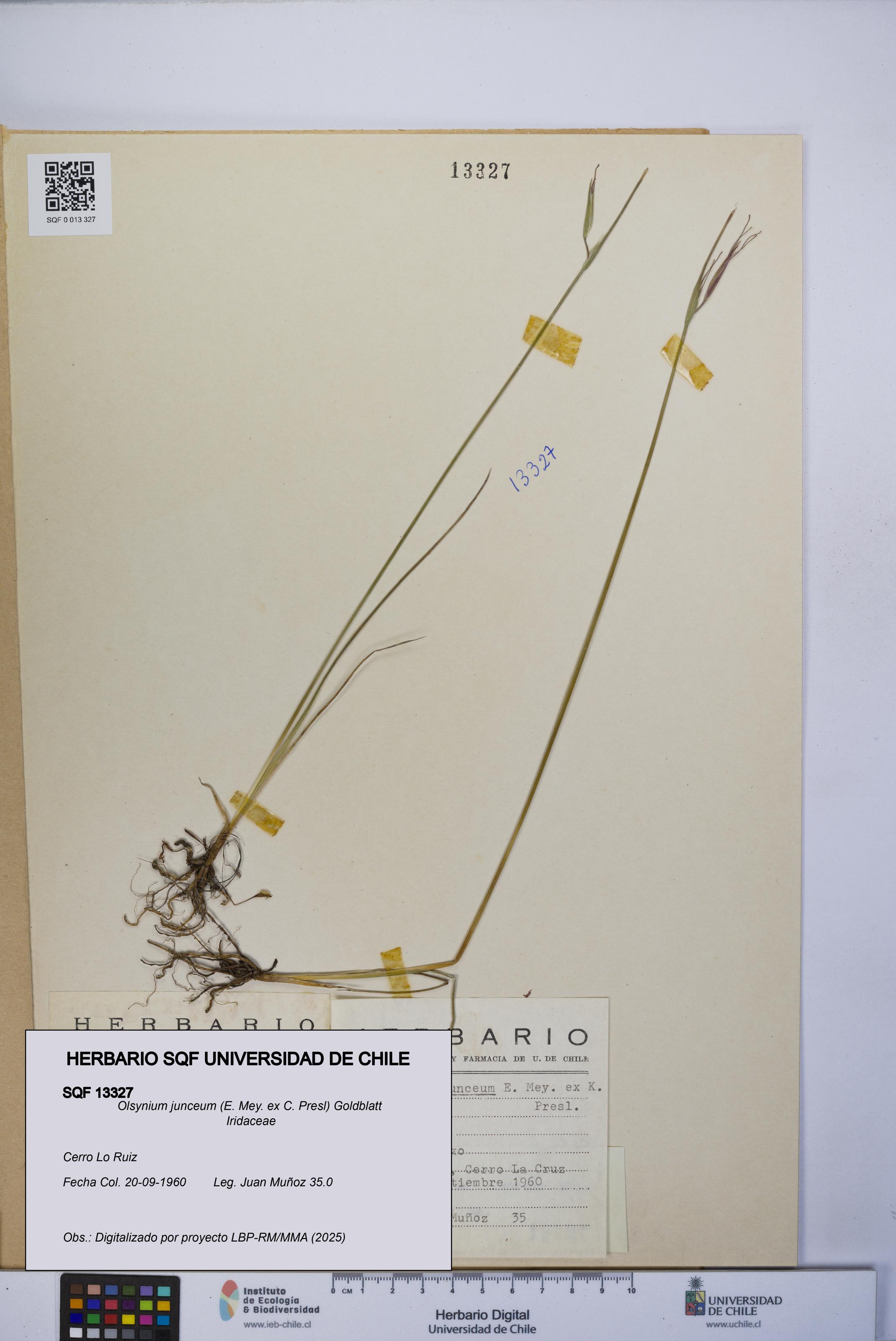 Olsynium junceum [Espécimen: UCH:SQF:0013327]
