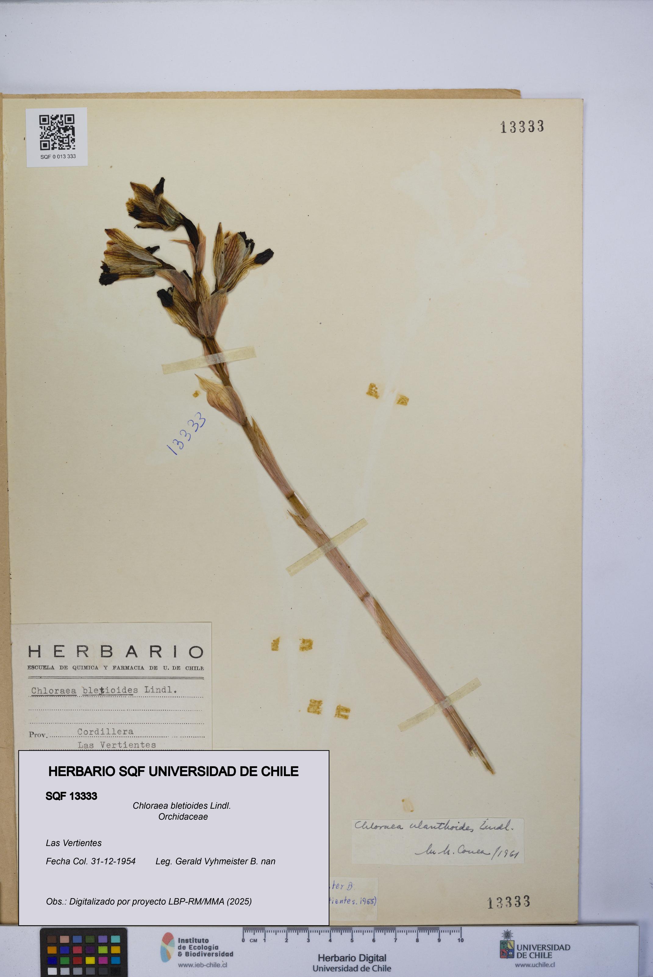 Chloraea bletioides [Espécimen: UCH:SQF:0013333]