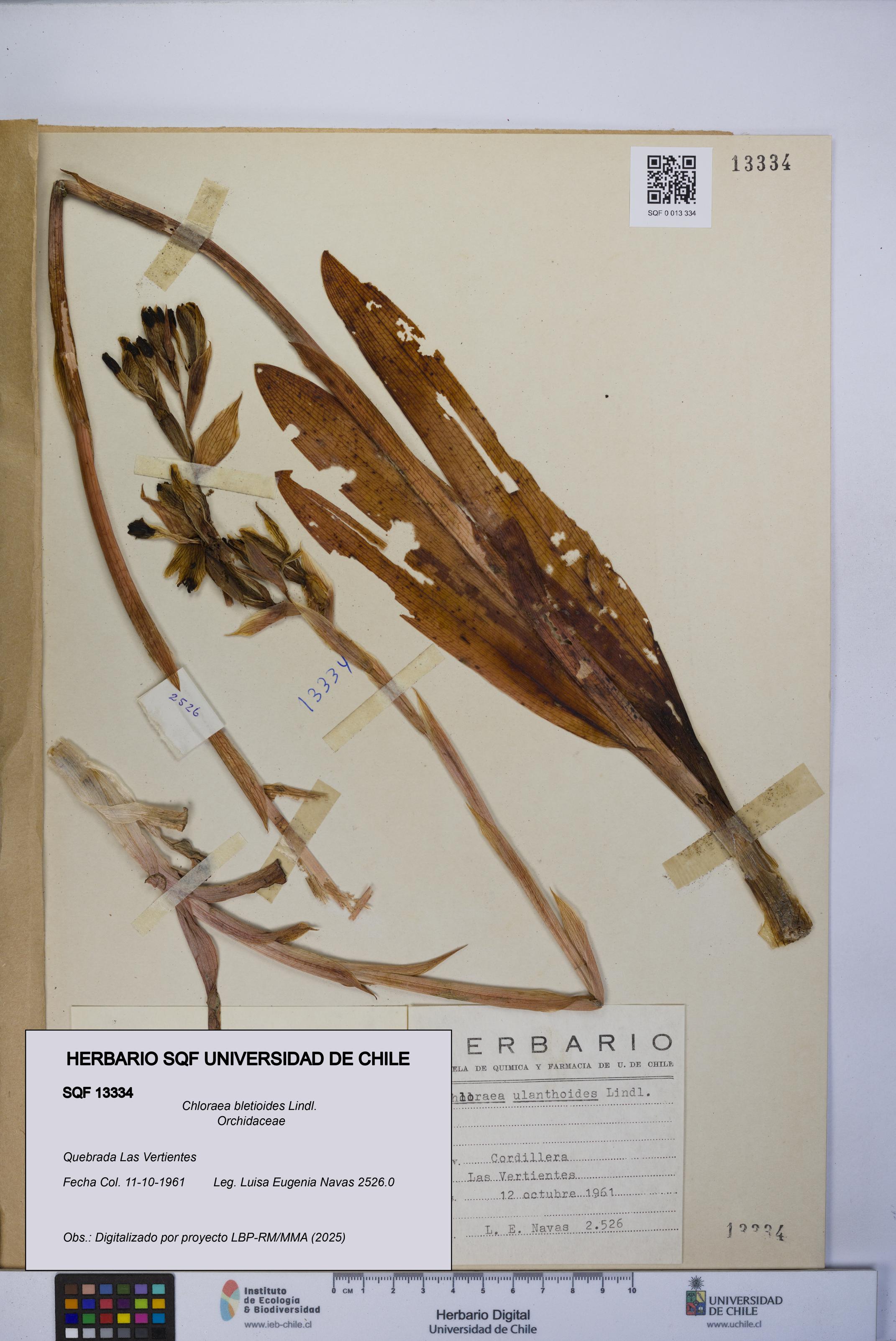 Chloraea bletioides [Espécimen: UCH:SQF:0013334]