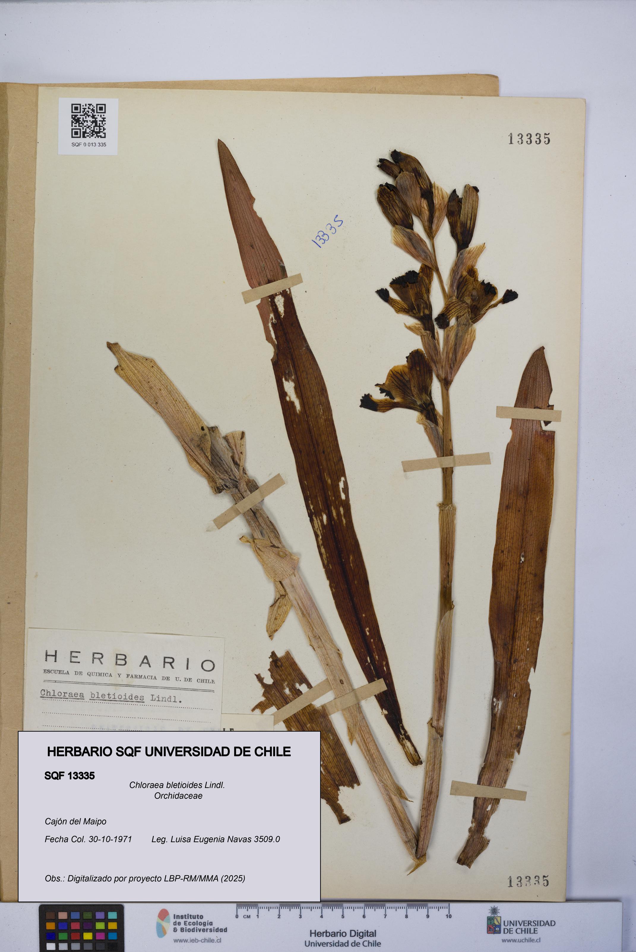 Chloraea bletioides [Espécimen: UCH:SQF:0013335]