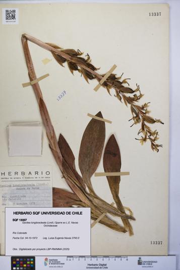 Gavilea longibracteata [Espécimen: UCH:SQF:0013337]