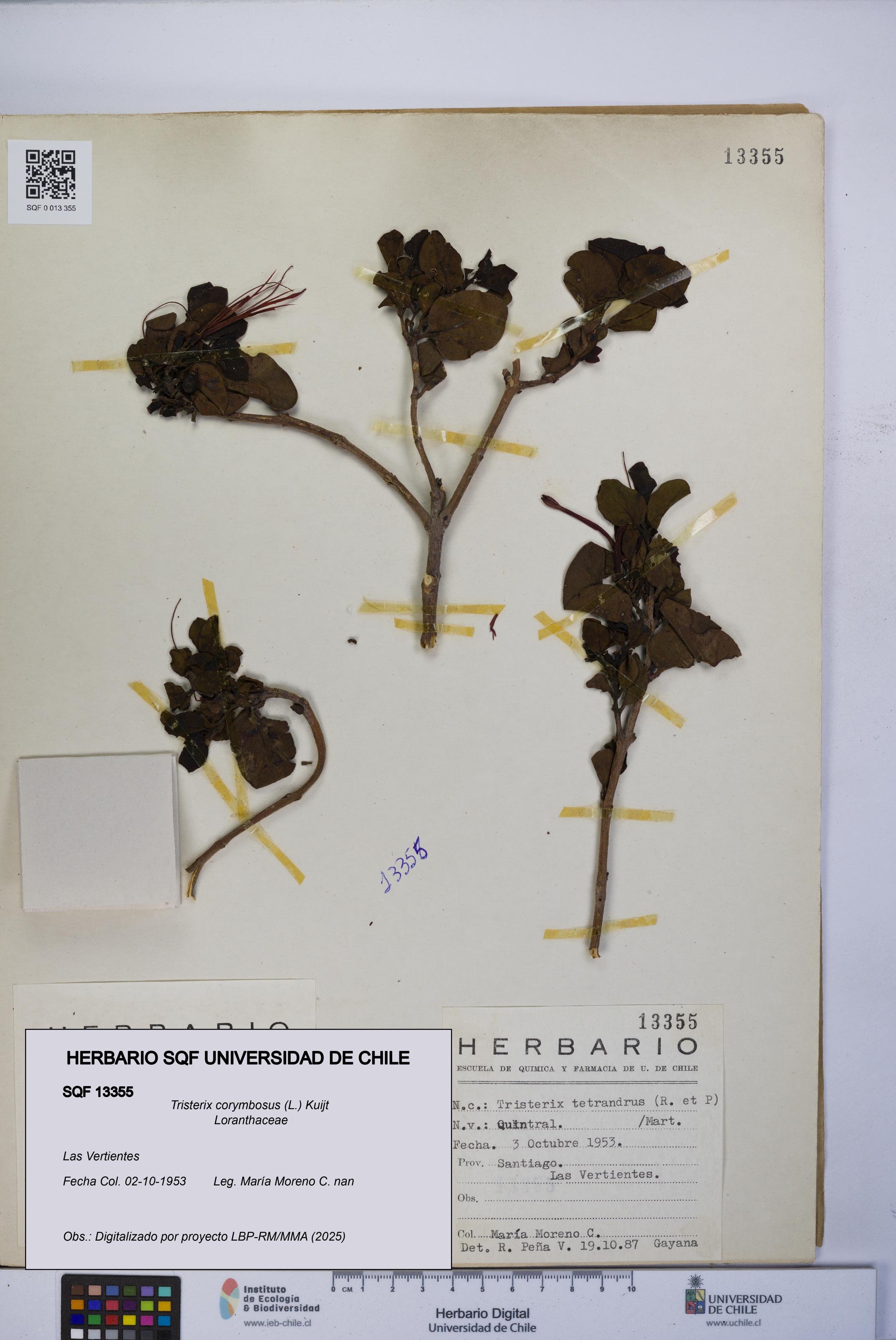 Tristerix corymbosus [Espécimen: UCH:SQF:0013355]