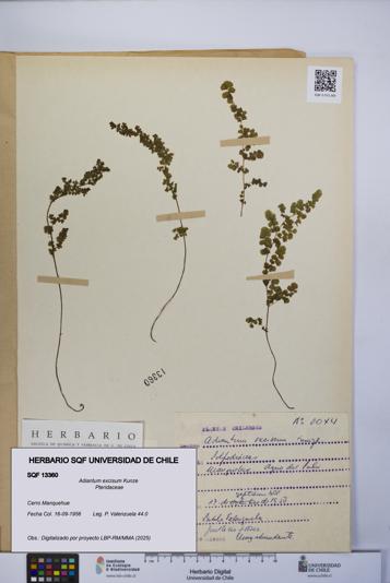 Adiantum excisum [Espécimen: UCH:SQF:0013360]