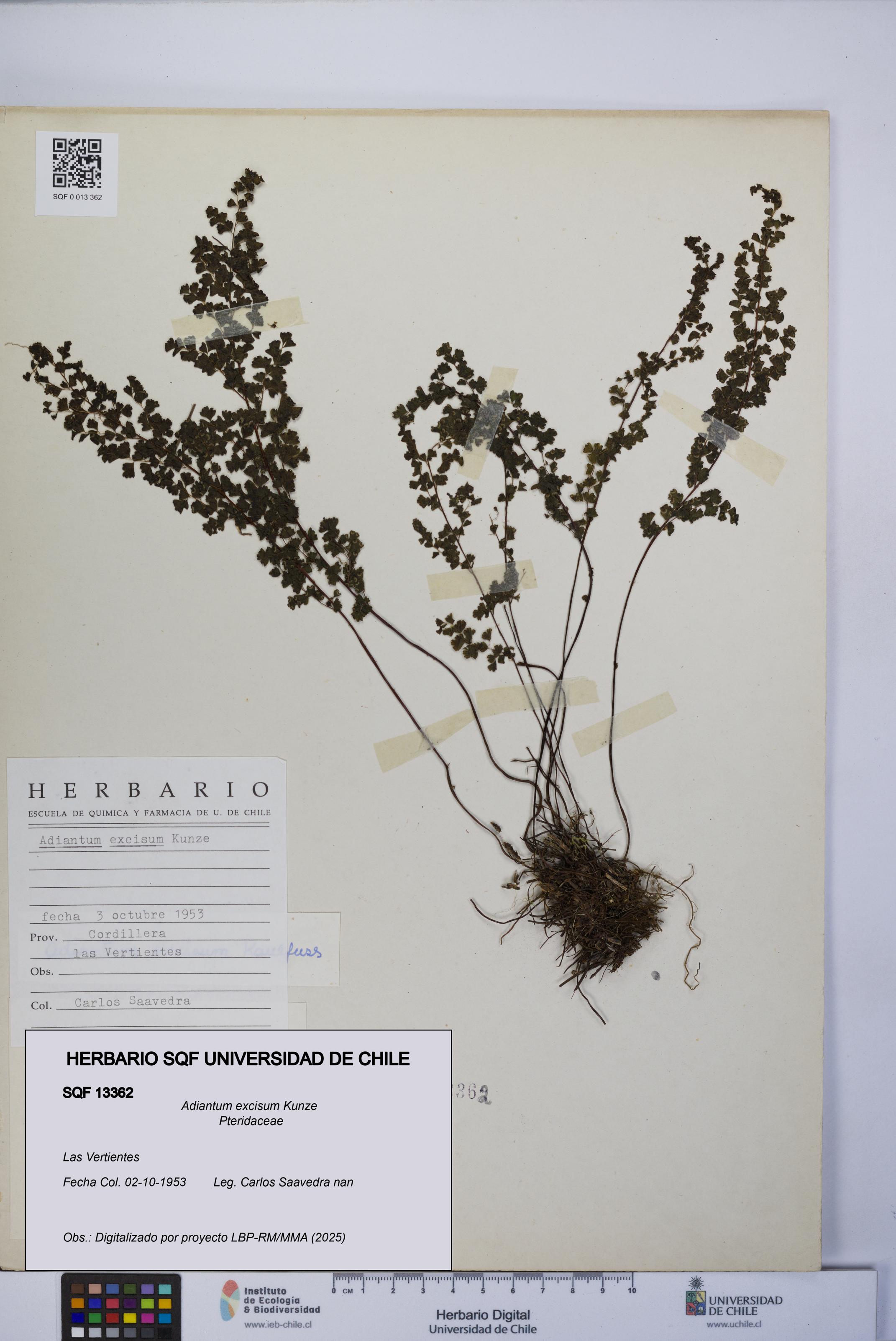 Adiantum excisum [Espécimen: UCH:SQF:0013362]