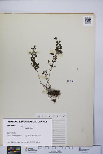 Adiantum excisum [Espécimen: UCH:SQF:0013363]