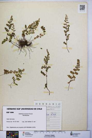 Adiantum excisum [Espécimen: UCH:SQF:0013364]