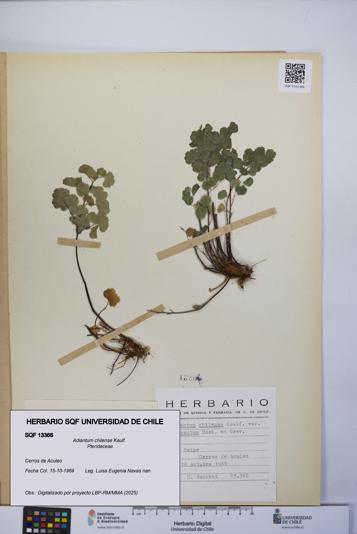 Adiantum chilense [Espécimen: UCH:SQF:0013366]