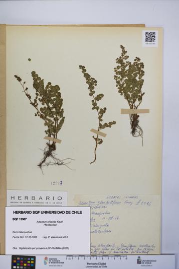 Adiantum chilense [Espécimen: UCH:SQF:0013367]