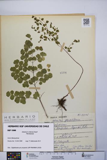 Adiantum chilense [Espécimen: UCH:SQF:0013368]