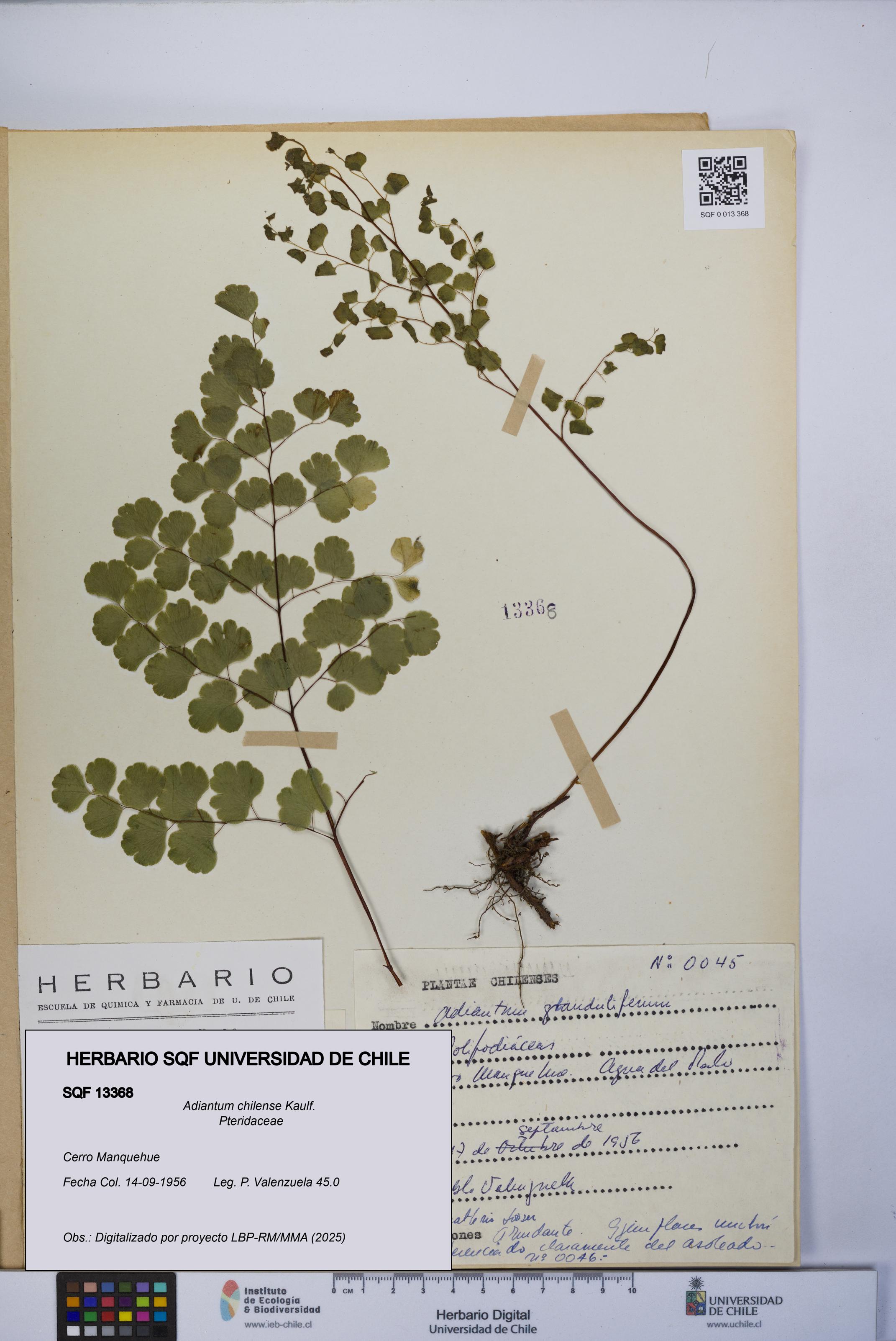 Adiantum chilense [Espécimen: UCH:SQF:0013368]