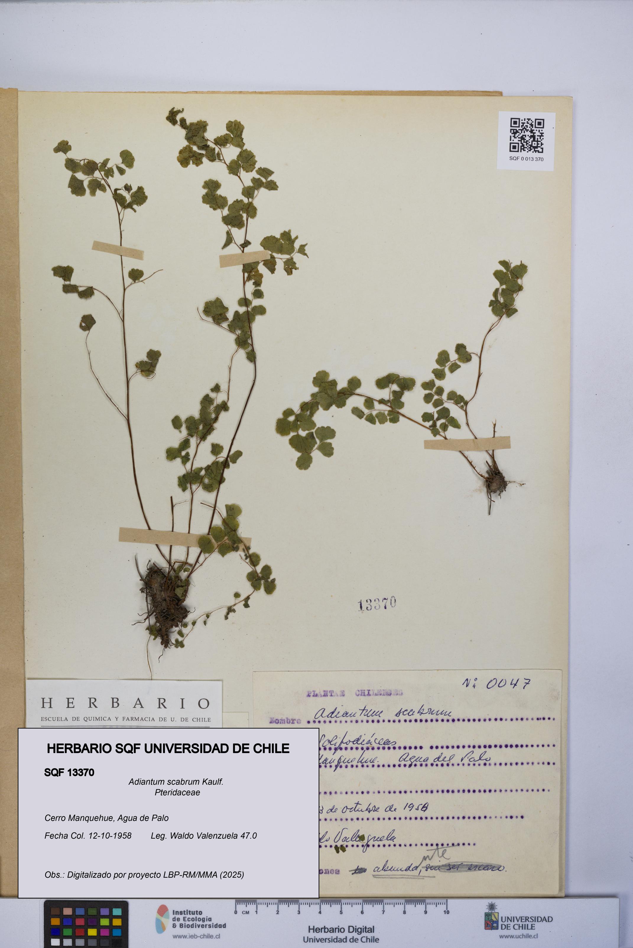 Adiantum scabrum [Espécimen: UCH:SQF:0013370]