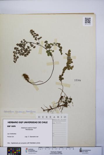 Adiantum scabrum [Espécimen: UCH:SQF:0013376]